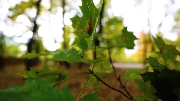 Φύλλα Φθινοπώρου Στο Δέντρο Υψηλής Ποιότητας Πλάνα — Αρχείο Βίντεο