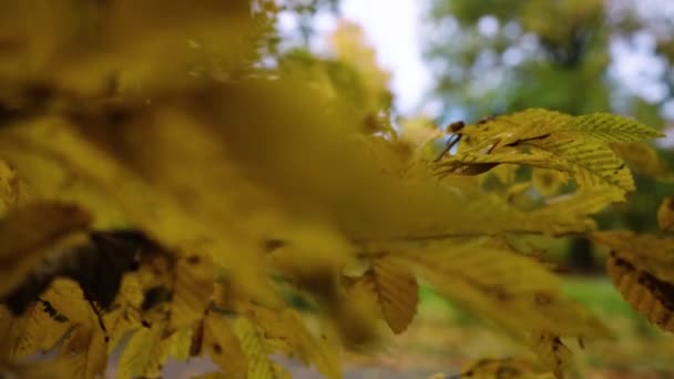 Daun Musim Gugur Pohon Rekaman Berkualitas Tinggi — Stok Video