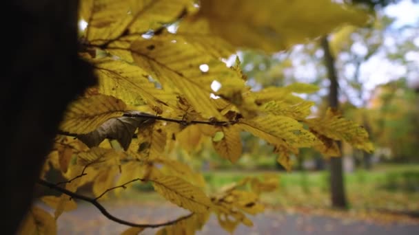 Folhas Outono Árvore Imagens Alta Qualidade — Vídeo de Stock