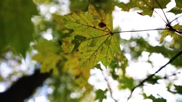 木の上の秋の葉 高品質4K映像 — ストック動画