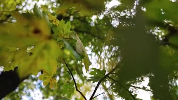 Autumn Leafs Tree High Quality Footage — Stock Video