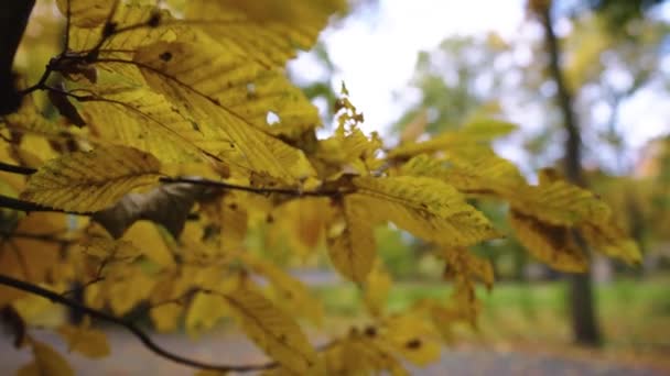 Herbstblätter Baum Hochwertiges Filmmaterial — Stockvideo