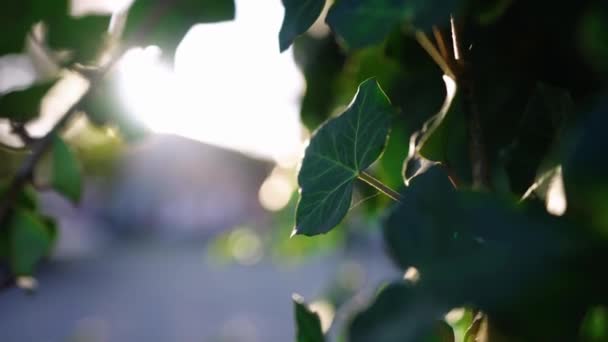 Πιτσιλιές Στον Ήλιο Πάνω Από Πράσινα Φύλλα Υψηλής Ποιότητας Πλάνα Βίντεο Κλιπ