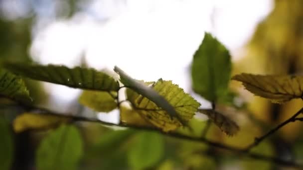 Φύλλα Φθινοπώρου Στο Δέντρο Υψηλής Ποιότητας Πλάνα Βίντεο Αρχείου