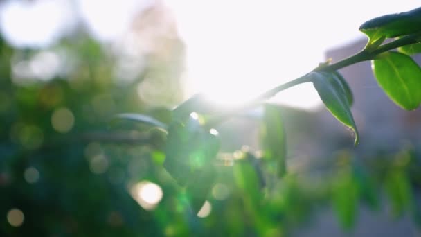Πιτσιλιές Στον Ήλιο Πάνω Από Πράσινα Φύλλα Υψηλής Ποιότητας Πλάνα Βίντεο Αρχείου
