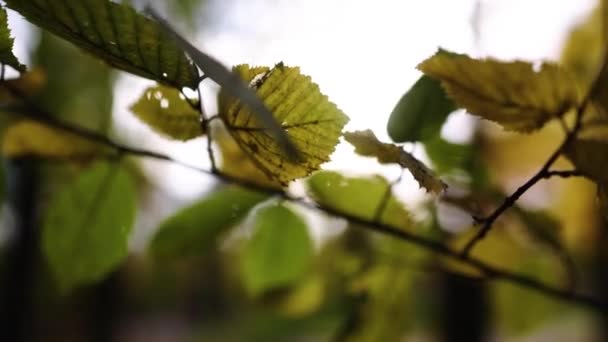 Folhas Outono Árvore Imagens Alta Qualidade Filmagem De Stock Royalty-Free