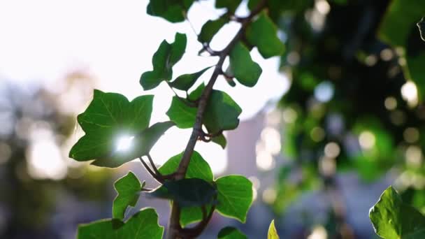 Πιτσιλιές Στον Ήλιο Πάνω Από Πράσινα Φύλλα Υψηλής Ποιότητας Πλάνα Royalty Free Πλάνα Αρχείου
