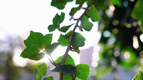 Πιτσιλιές Στον Ήλιο Πάνω Από Πράσινα Φύλλα Υψηλής Ποιότητας Πλάνα Πλάνα Αρχείου