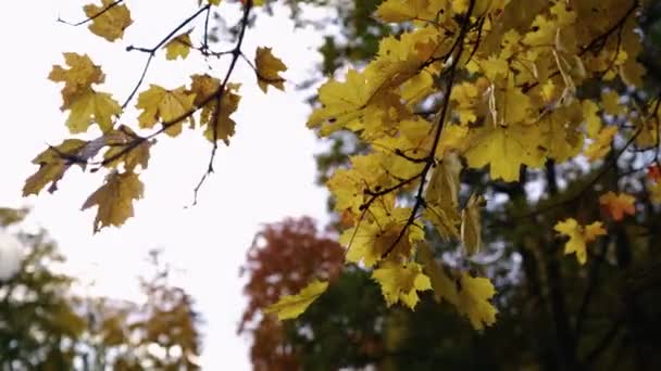 Folhas Outono Árvore Imagens Alta Qualidade Filmagem De Stock Royalty-Free