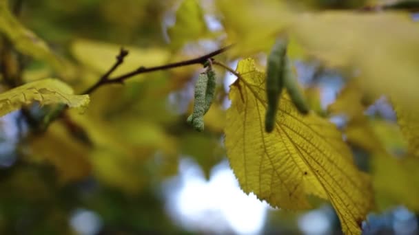 Herbstblätter Baum Hochwertiges Filmmaterial — Stockvideo