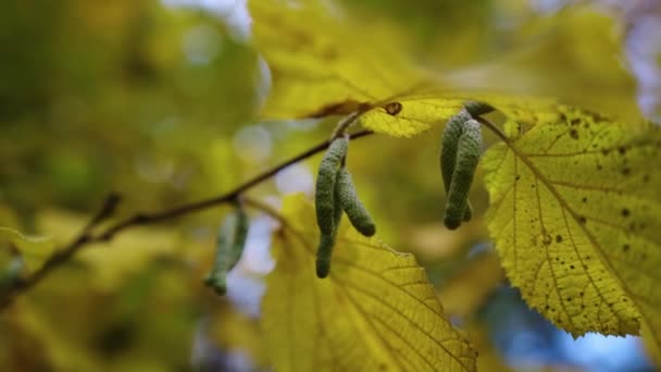 Folhas Outono Árvore Imagens Alta Qualidade Vídeo De Stock