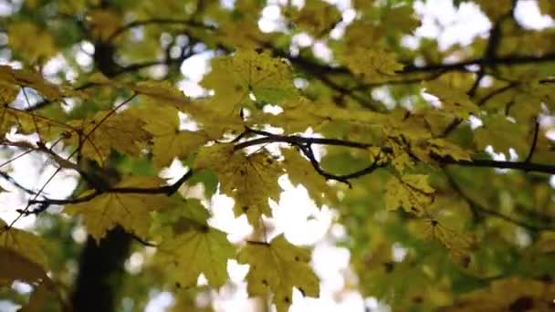 Herbstblätter Baum Hochwertiges Filmmaterial — Stockvideo