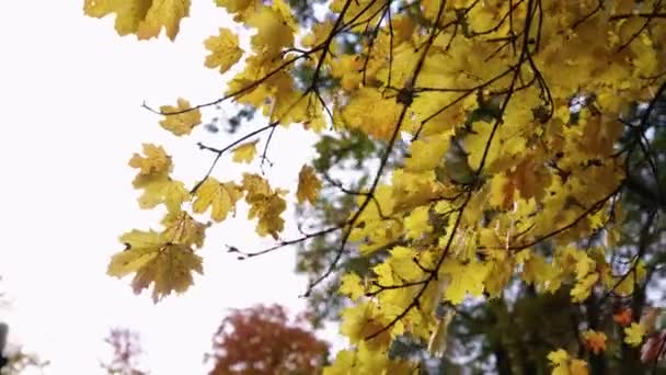 Foglie Autunno Sull Albero Filmati Alta Qualità — Video Stock