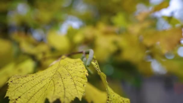 Ağaçta Sonbahar Yaprakları Var Yüksek Kalite Görüntü Stok Video