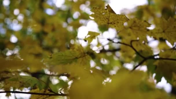 Осенние Листья Дереве Высококачественные Кадры — стоковое видео