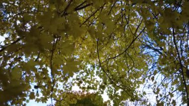 Ağaçta sonbahar yaprakları var. Yüksek kalite 4k görüntü