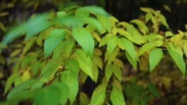 Yeşil yapraklar yavaş çekimde. Yüksek kalite 4k görüntü