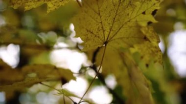 Ağaçta sonbahar yaprakları var. Yüksek kalite 4k görüntü