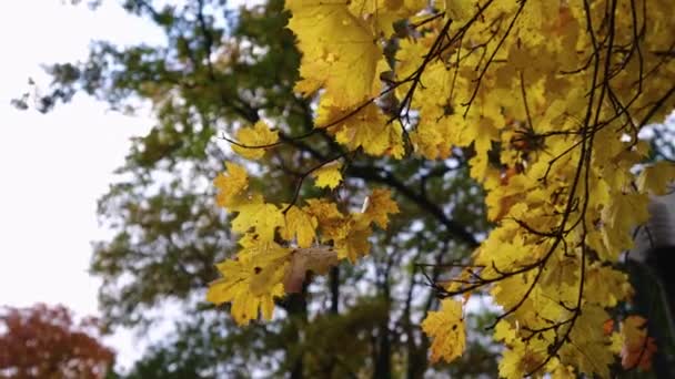 Herbstblätter Baum Hochwertiges Filmmaterial — Stockvideo