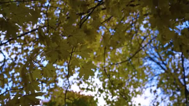 Frunze Toamnă Copac Imagini Înaltă Calitate — Videoclip de stoc