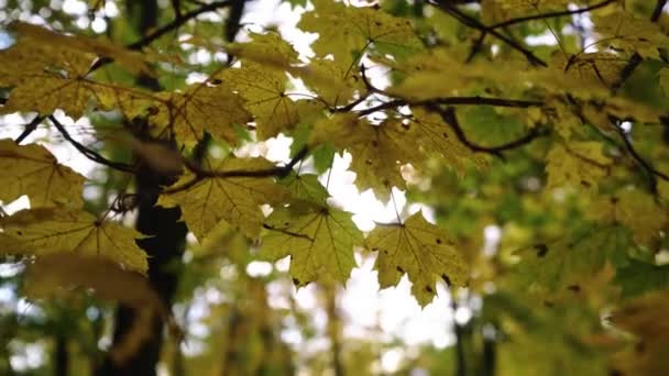Podzimní Listí Stromě Vysoce Kvalitní Záběry — Stock video