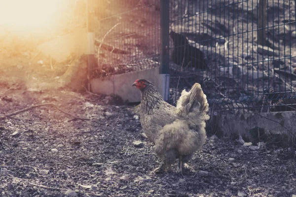 Курица Пасется Животноводческой Ферме Сезон Охоты Высокое Качество Фото — стоковое фото