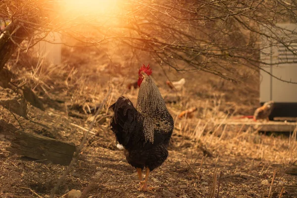 Gallo Pie Sobre Hierba Granja Animales Foto Alta Calidad —  Fotos de Stock