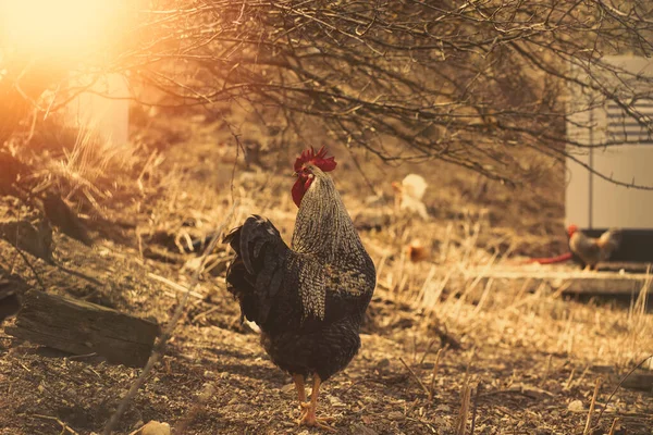 鸡站在畜牧场的草地上 高质量的照片 — 图库照片