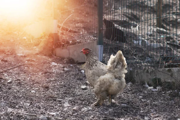 Hayvan Çiftliğinde Tavuk Otlatıyorlar Yüksek Kalite Fotoğraf — Stok fotoğraf