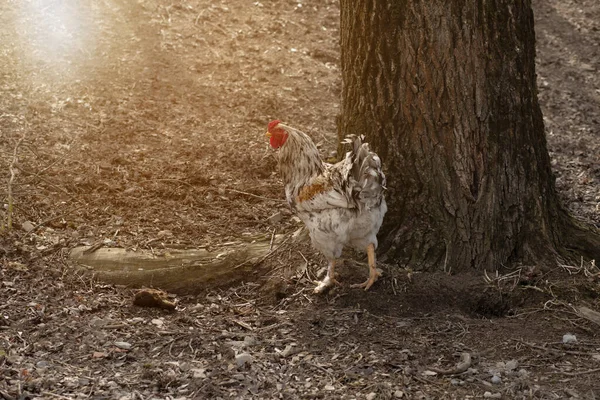 Hühner Auf Der Weide Der Tierzucht Frühlingszeit Hochwertiges Foto — Stockfoto