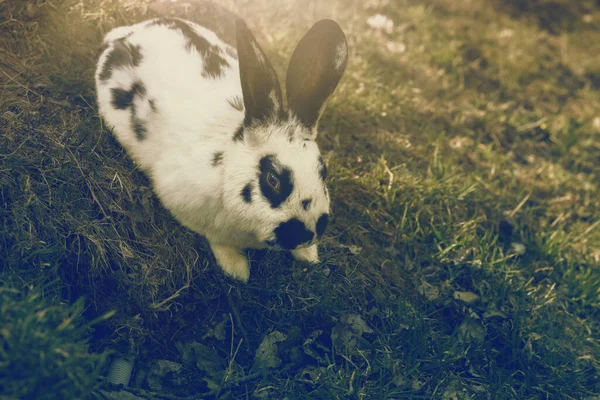 Rabbit grazing the green field on animal farm.Spring season. — стоковое фото