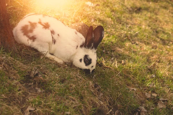 Rabbit grazing the green field on animal farm.Spring season. — Stock Photo, Image