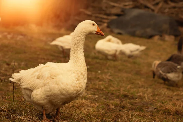 Ganso Pastando Hierba Verde Granja Animales Spring Temporada Foto Alta — Foto de Stock