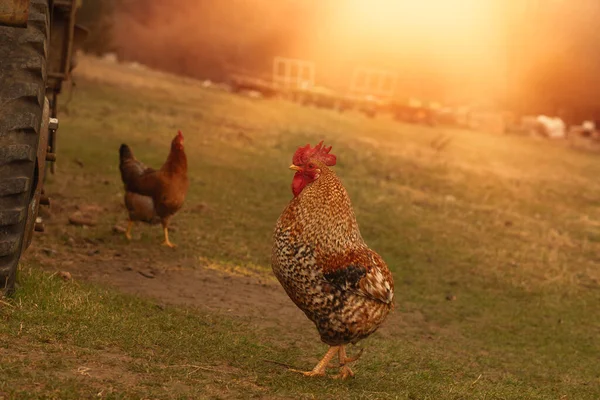 公鸡在畜牧场的绿地上吃草 高质量的照片 — 图库照片