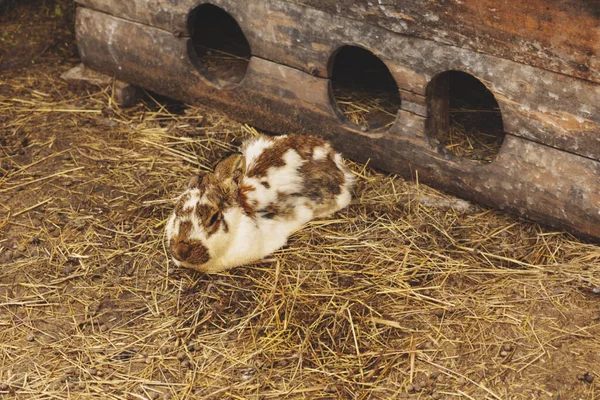 Schwarz Weiße Kaninchen Entspannen Sich Auf Dem Bauernhof Hochwertiges Foto — Stockfoto