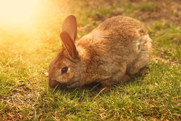 Braune Kaninchen Weiden Das Gras Auf Dem Viehhof Hochwertiges Foto — Stockfoto