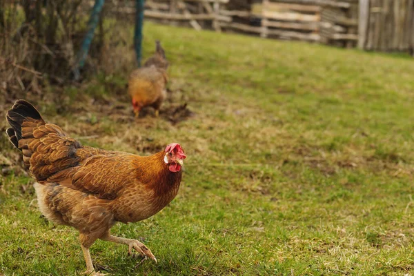 Kippen Grazen Het Groene Veld Veehouderij Hoge Kwaliteit Foto — Stockfoto