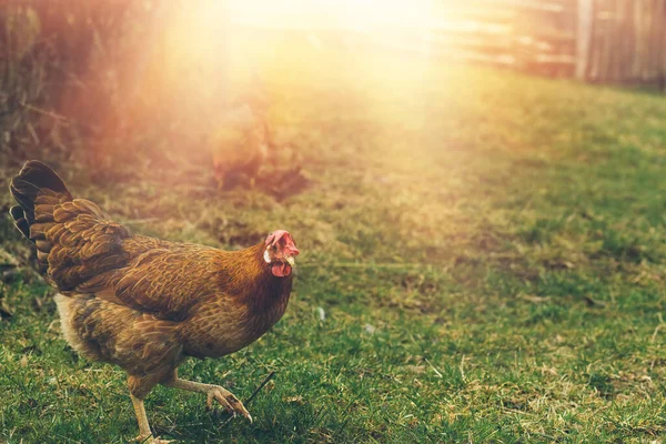 Tavuk Hayvan Çiftliğindeki Yeşil Alanda Otluyor Yüksek Kalite Fotoğraf — Stok fotoğraf
