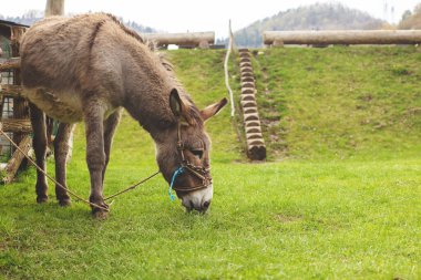Hayvan çiftliğinde eşek. Yaban domuzu mevsimi. Yüksek kalite fotoğraf