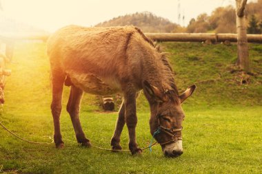 Hayvan çiftliğinde eşek. Yaban domuzu mevsimi. Yüksek kalite fotoğraf