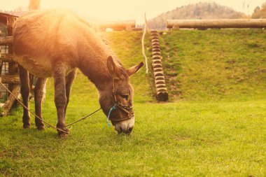 Hayvan çiftliğinde eşek. Yaban domuzu mevsimi. Yüksek kalite fotoğraf