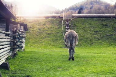 Hayvan çiftliğinde eşek. Yaban domuzu mevsimi. Yüksek kalite fotoğraf