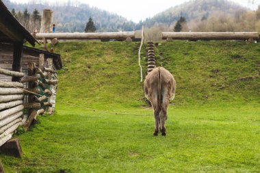 Hayvan çiftliğinde eşek. Yaban domuzu mevsimi. Yüksek kalite fotoğraf