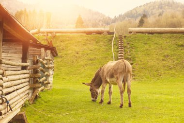Hayvan çiftliğinde eşek. Yaban domuzu mevsimi. Yüksek kalite fotoğraf