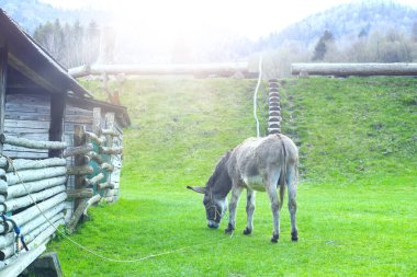 Hayvan çiftliğinde eşek. Yaban domuzu mevsimi. Yüksek kalite fotoğraf