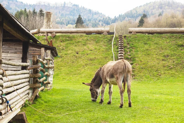 Hayvan çiftliğinde eşek. Yaban domuzu mevsimi. Yüksek kalite fotoğraf