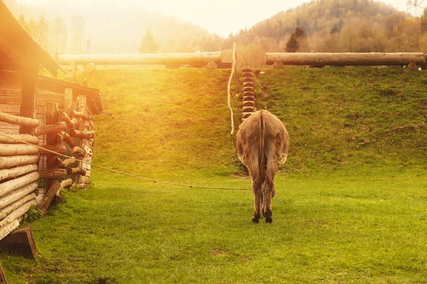 Donkey on animal farm.Spring season. High quality photo