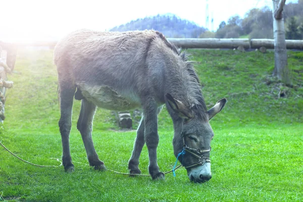 Âne Sur Ferme Animale Saison Pring Photo Haute Qualité — Photo