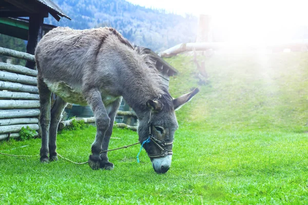 Hayvan çiftliğinde eşek. Yaban domuzu mevsimi. Yüksek kalite fotoğraf