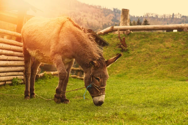 Hayvan çiftliğinde eşek. Yaban domuzu mevsimi. Yüksek kalite fotoğraf